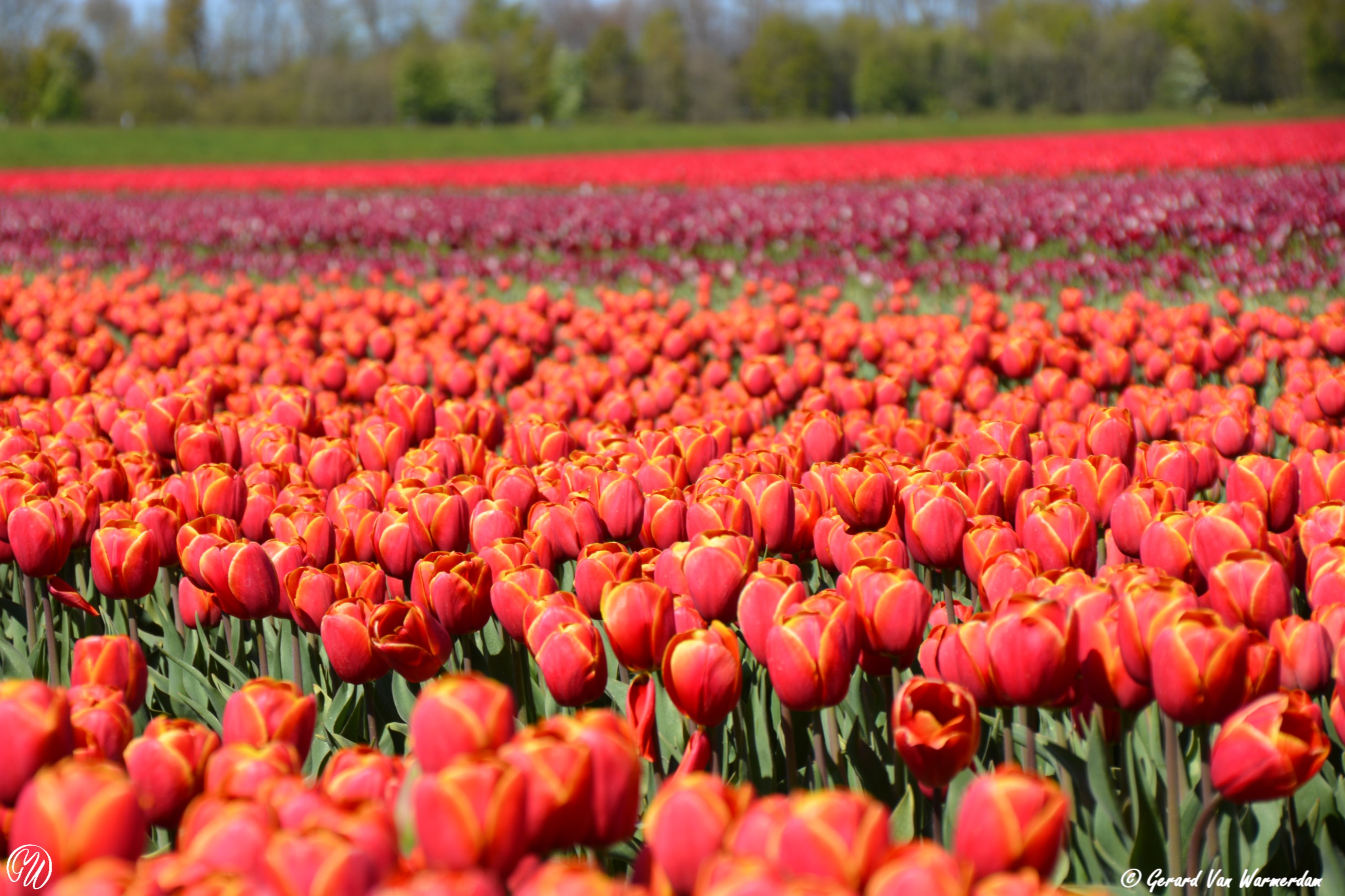Tulpenroute Noordoostpolder